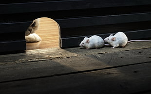 two white mouse, animals, wooden surface, mice, cat HD wallpaper
