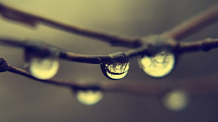 five dews, nature, water drops, macro, reflection HD wallpaper