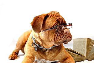 Dogue De Bordeaux wearing eyeglasses near book HD wallpaper