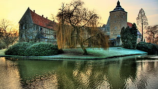 brown tree, architecture, landscape, castle, nature