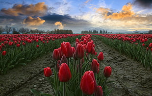 red Tulip flower field at daytime HD wallpaper