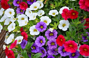 white, purple, and red flowers HD wallpaper