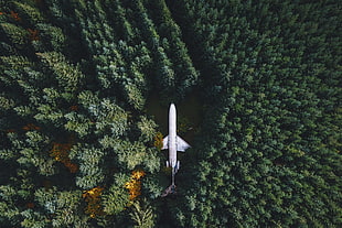 white plane, nature, landscape, airplane, wreck HD wallpaper