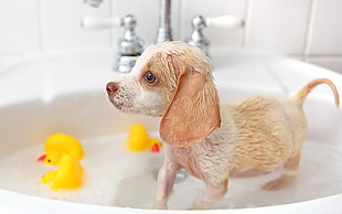 fawn Chihuahua puppy taking a bath near the rubber ducky HD wallpaper