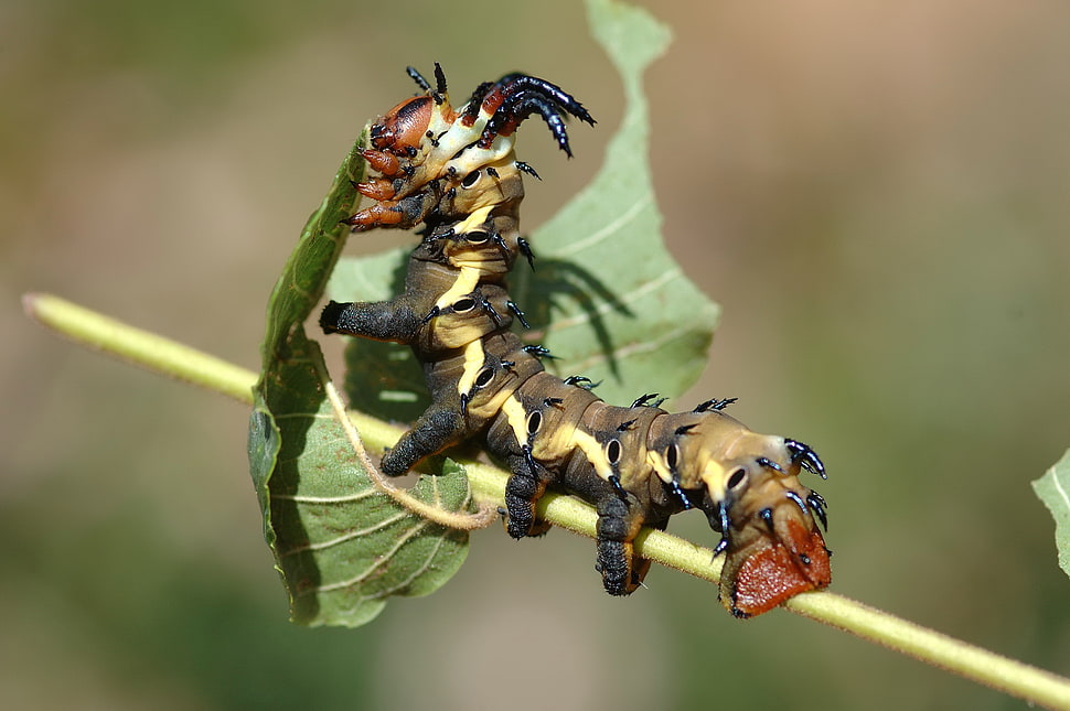 brown and black caterpillar on green leaf during daytime HD wallpaper