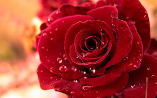 red rose macro photography