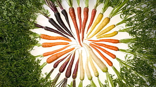 assorted-color carrots, food, vegetables HD wallpaper