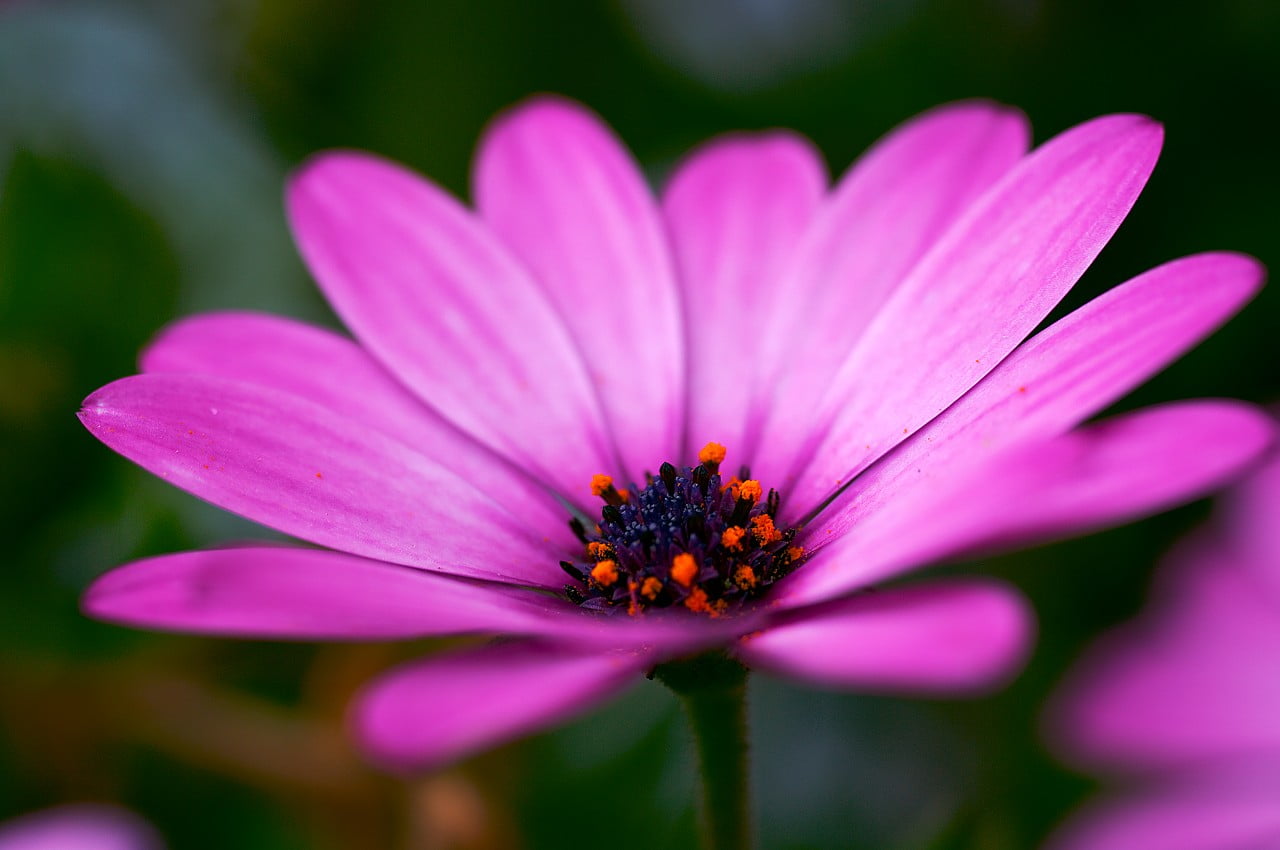 pink flower