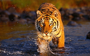 Tiger Animal walking on river HD wallpaper