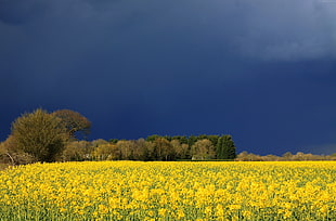 yellow flower field near green leaves trees
