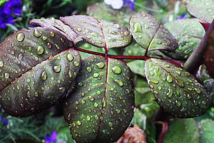 green leaf plant, Leaves, Drops, Moisture HD wallpaper