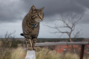 silver tabby cat, cat, animals