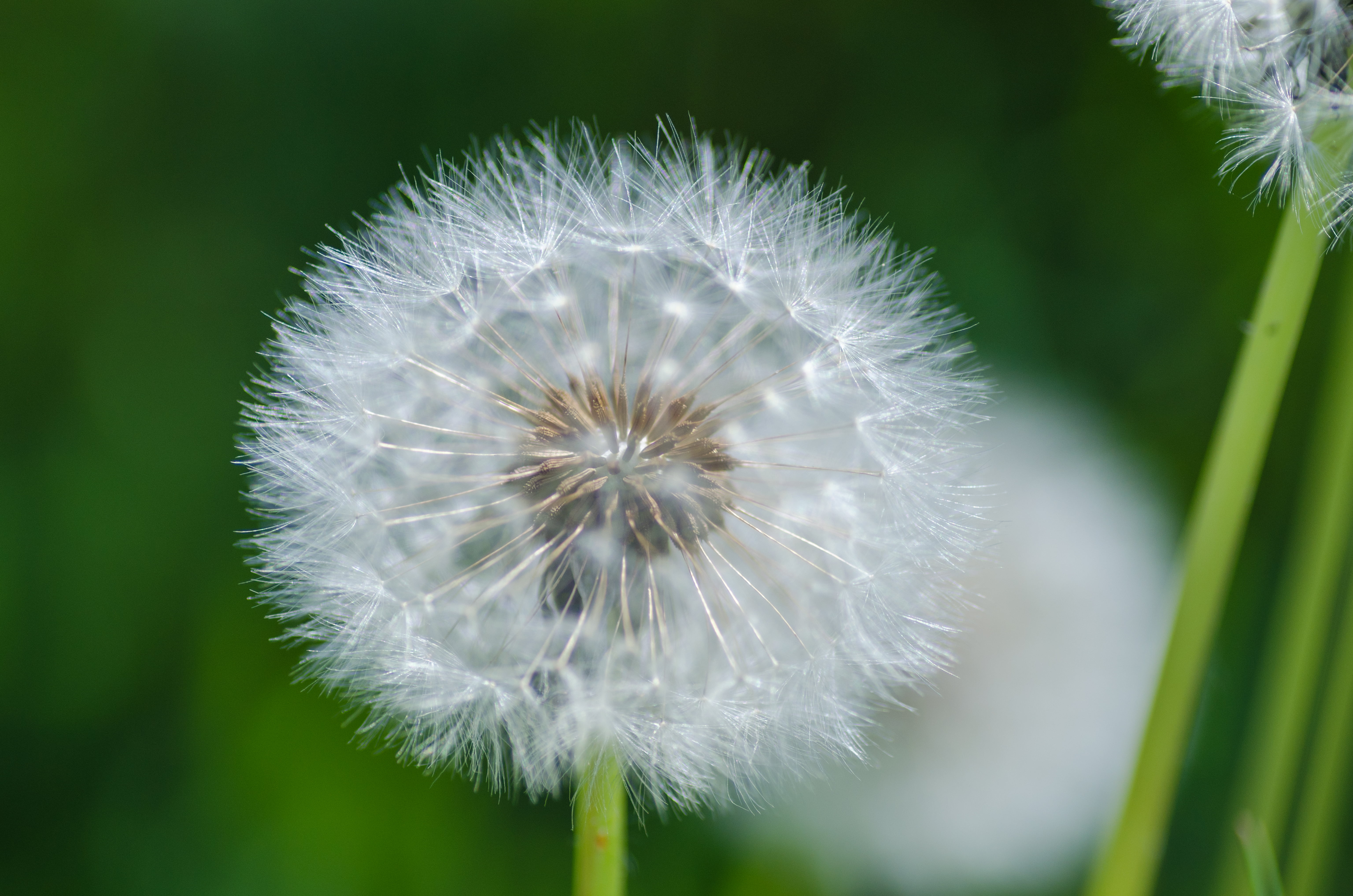 plant, blur, wildflower, macro