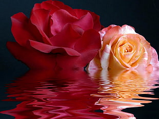 red and pink Rose flowers in water HD wallpaper