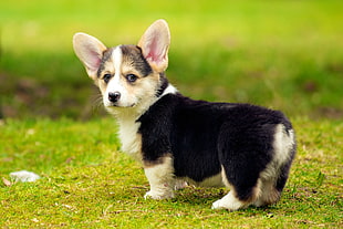 black and white short coated puppy, puppies