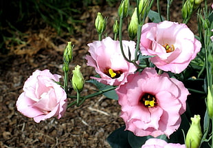 pink petal flowers