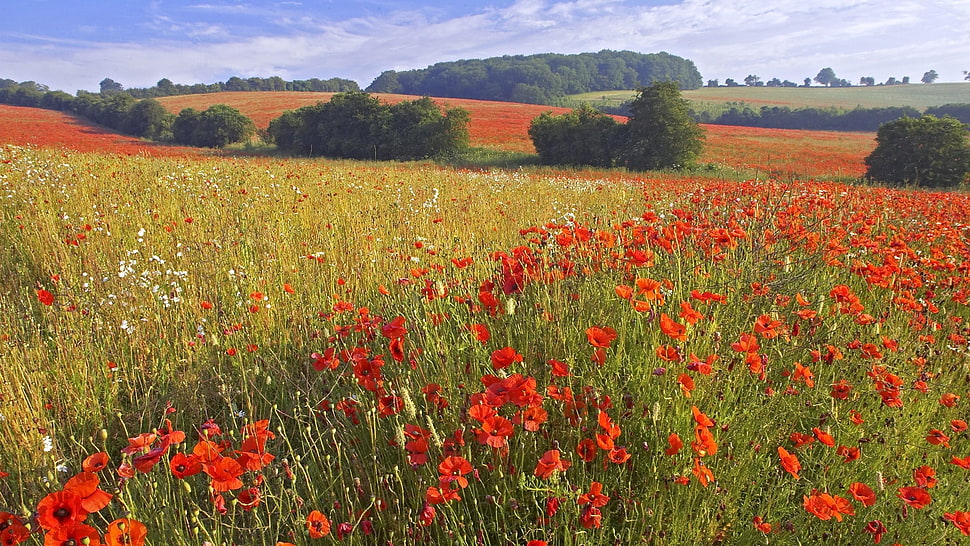 flower farm during day time HD wallpaper