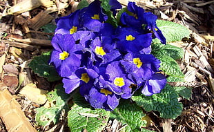 purple geranium flower during daytime