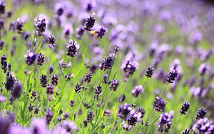 Lavender flower field during daytime HD wallpaper
