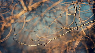 brown tree branch, macro, nature, twigs, depth of field