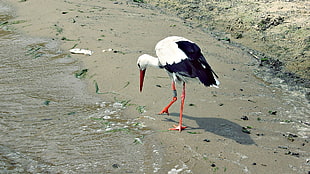 white stork on shore HD wallpaper