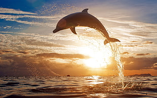 photography of dolphin during sunset HD wallpaper