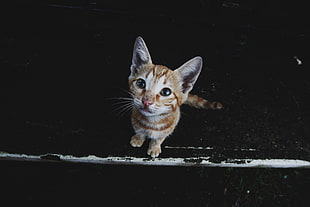 brown tabby cat, Kitten, Muzzle, Striped HD wallpaper