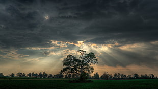 green leafed tree, nature, sun rays, trees, landscape