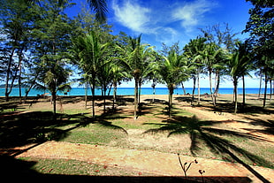 landscape photography of green palm tree near beach during daytime HD wallpaper