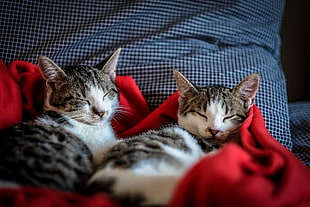 Black and White Tabby Cat Sleeping on Red Textile