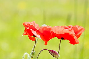 red flowers in focus photography HD wallpaper