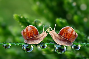 two brown snail under leaf on selective focus photography HD wallpaper