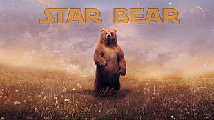 Star Bear wallpaper, bears, landscape, typography, digital art