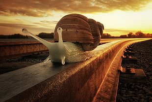 macro photography of gray and brown snail during sunset