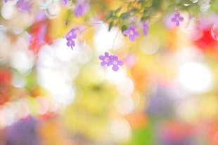 macro shift photography of purple flowers HD wallpaper
