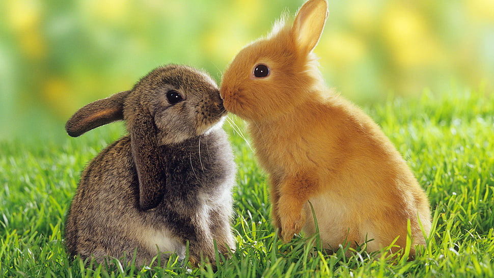 selective focus photography of two silver and brown bunnies kissing on grass HD wallpaper