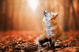 brown fox close up photo HD wallpaper