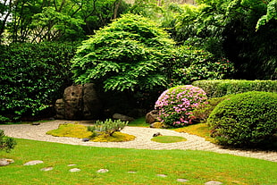 person showing green grass field