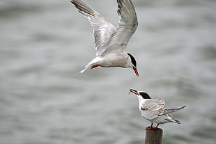 focus photography of two Royal tern birds HD wallpaper