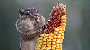 brown squirrel, animals, corn, squirrel HD wallpaper