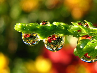 macro photography of green leaf with drop of water