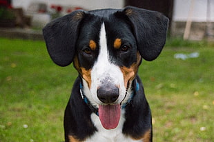 Entlebucher Mountain dog on green grass