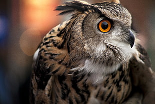 brown and black Owl