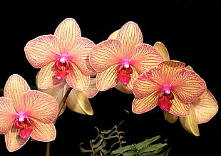four pink moth orchids HD wallpaper