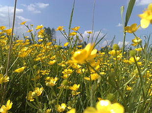 pink petal flower plant field during daytime