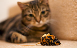 shallow focus photography of black and brown mouse