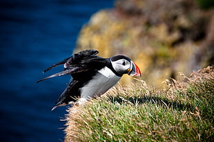 white and black feather bird stands on green grass field