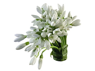 close up photo of white flowers HD wallpaper