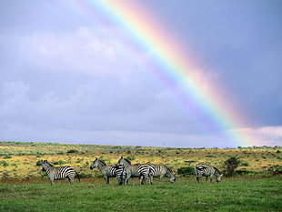 group of zebra under rainbow HD wallpaper