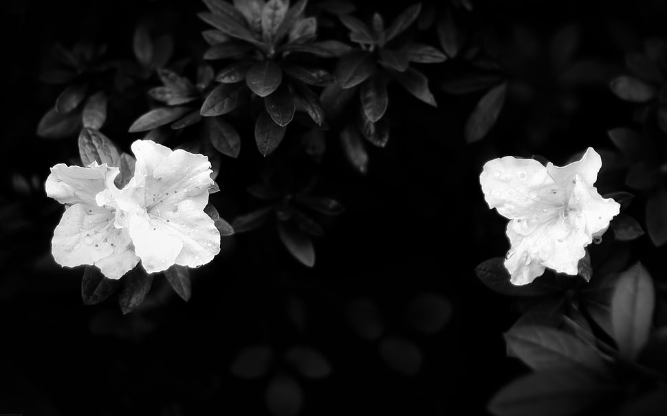grayscale photography of two flowers HD wallpaper
